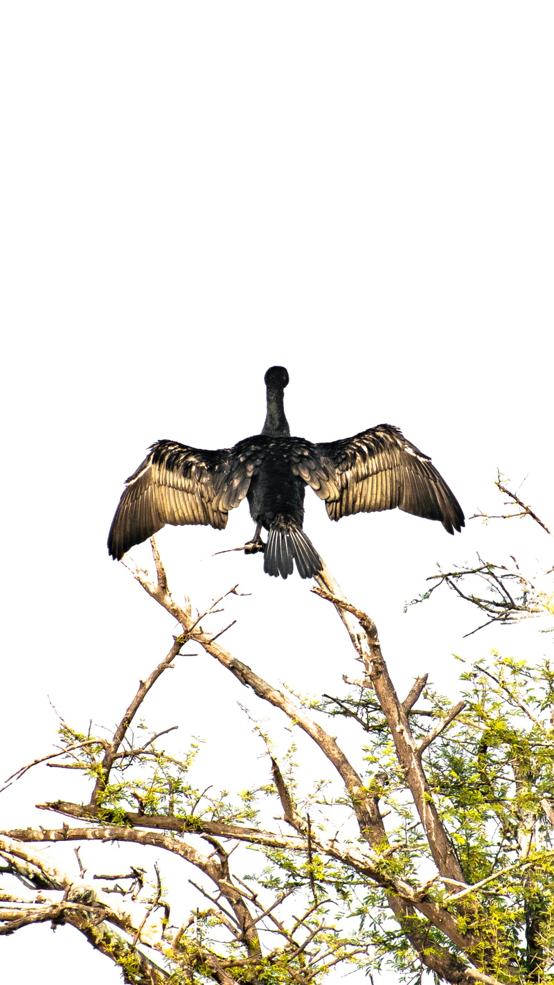spread wings, vulture, blackbird, beauty in nature, animal themes, tree, animal, one animal, bird of prey, low angle view, accipiter, eating, no people