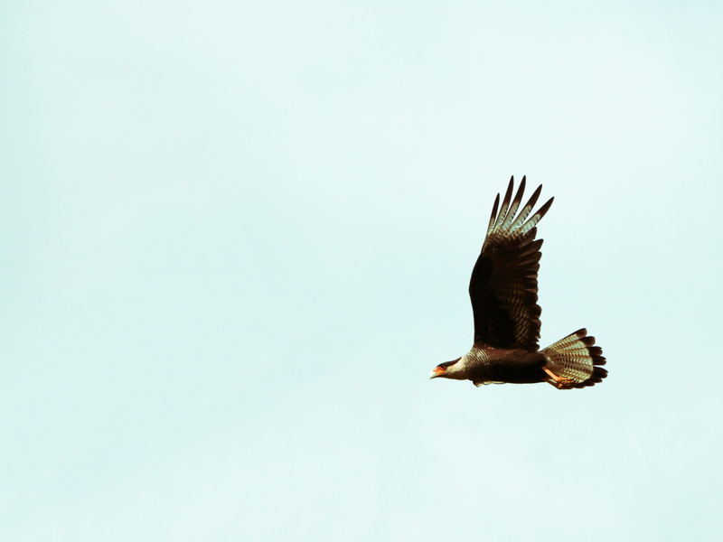 spread wings, animals, motion, seagull, flying, vertebrate, bald eagle, vulture, copy space, nature, bird, one animal, hawk, mid-air, 4K, no people, silhouette