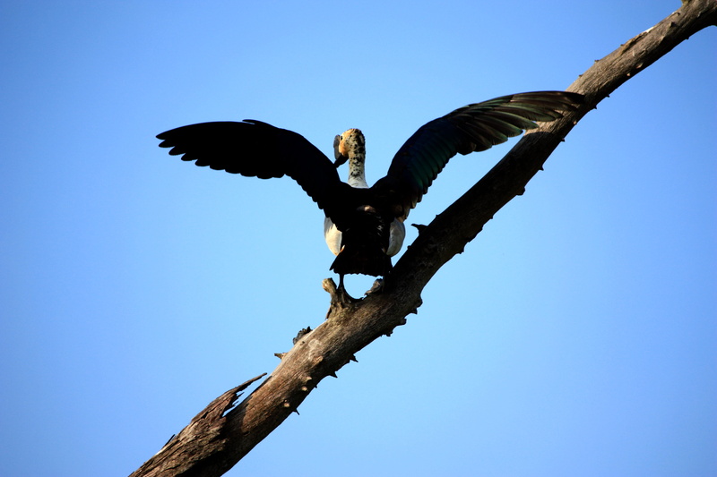 animal wildlife, spread wings, branch, flying, clear sky, nature, bald eagle, safari, perching, agelaius, one animal, toucan, kite bird, 4K, anhinga, day