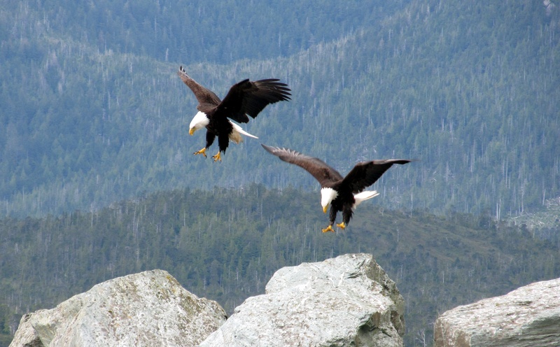brown, american, bald eagle, pair, mid, trees, forest, day, hight, nature, symbols, animal themes, birds, wings, rock - object, solid, dom, 2K, feathers