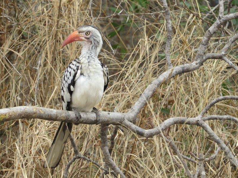 bird, booby, outdoors, looking away, looking, crane bird, red-billed hornbill, vulture, one animal, stork, tree, day, land, accipiter, animal, focus on foreground