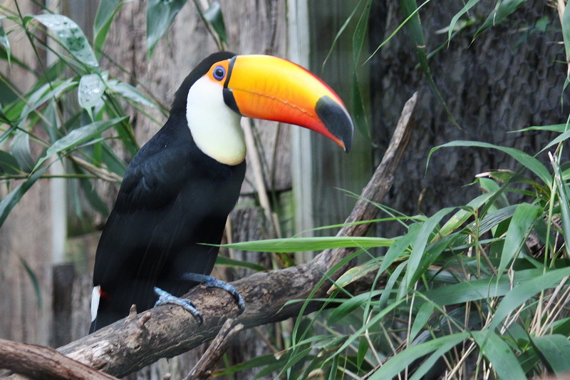 focus on foreground, animal wildlife, day, close-up, toucan, bird, tropical Rainforest, rainforest, one animal, forest, perching, beak, jungle, no people