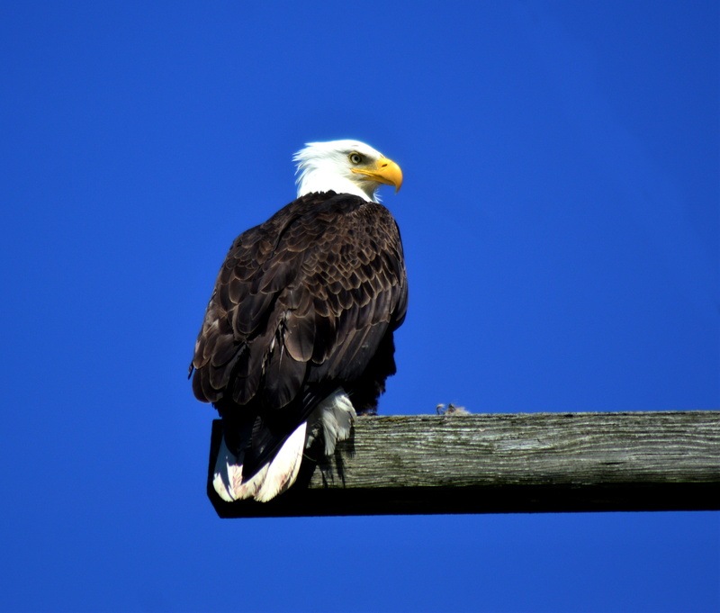baldy, one animal, perching, cockatoo, bird, parrot, animal themes, low angle view, railing, edison, animals in the wild, hook, sky, vertebrate, day, eagle - bird