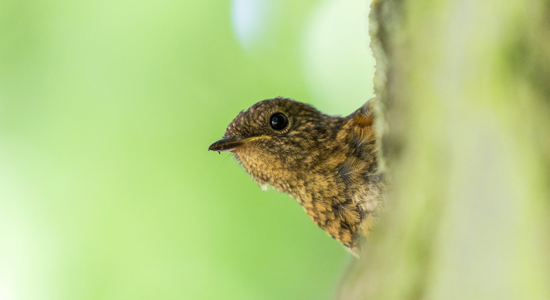 child, shot, flora, bird, baby, blackbird, side view, agelaius, animals in the wild, chipmunk, close-up, feather, 4K, united kingdom, rodent, wildlife