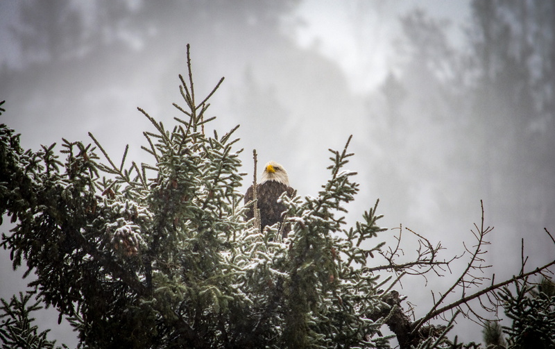 5K, animal, flare, plant, bald eagle, bird of prey, outdoors, conifer, flying out, abies, sky, bird, cloud - sky, no people, one animal, spearfish canyon