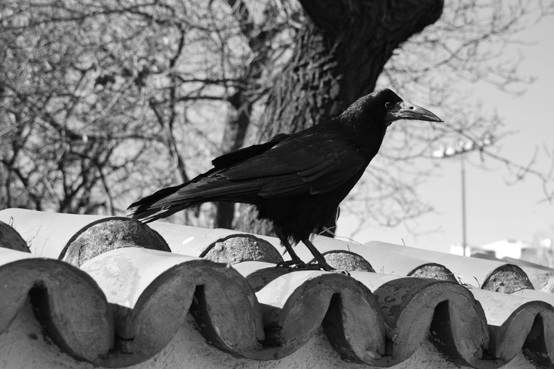 apiaceae, animal wildlife, brick, bare tree, focus on foreground, seagull, day, tree, crow, plant, spoke, close-up, looking, water, 5K, perching, outdoors