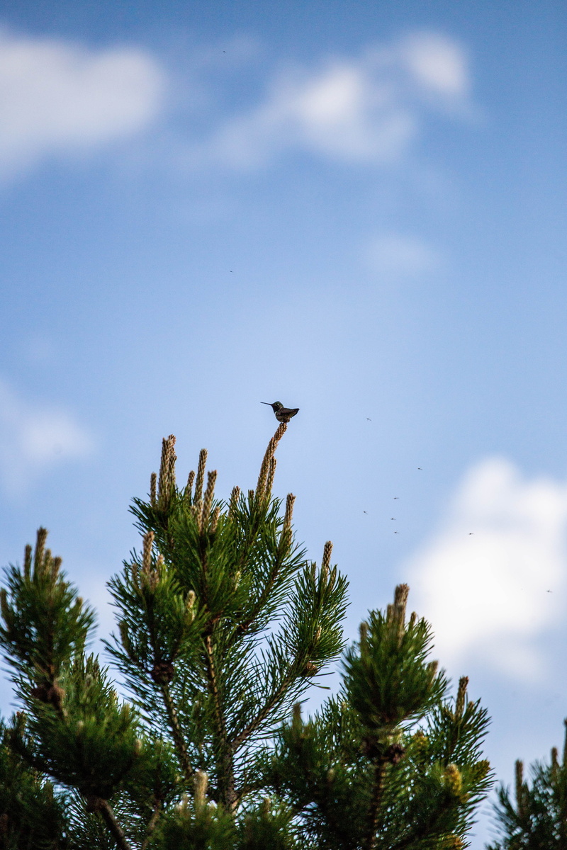 pine, larch, day, beauty in nature, agelaius, outdoors, conifer, flying, plant, abies, jay, blue, nature, vertebrate, animal wildlife, one animal, blackbird