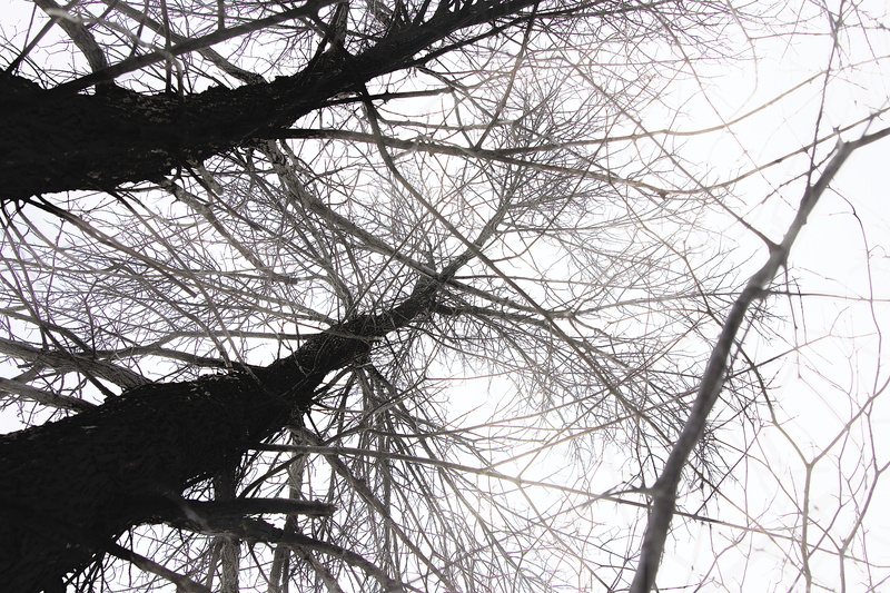 blue jay, growth, backgrounds, bird nest, blackbird, plant, crow, low angle view, bare tree, animal, tree trunk, tranquility, tree canopy, magpie, branch