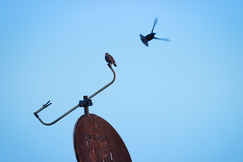 animal, blue, lamp post, one animal, nature, cormorant, vertebrate, hawk, dish, bird, buzzard, copy space, flying, sky, no people, spread wings, kite bird