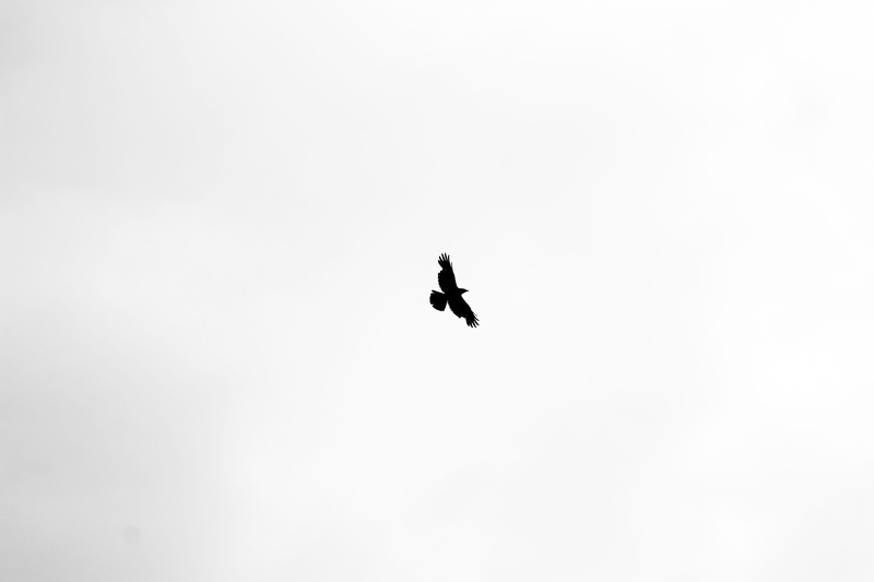 outdoors, anhinga, animal themes, eagle, day, low angle view, owl, blackbird, freedom, agelaius, nature, bird, no people, flying, buzzard, silhouette, accipiter