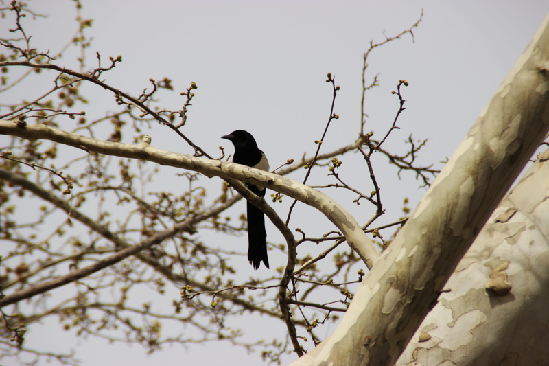 sparrow, silhouette, eagle, animal, low angle view, jay, toucan, furniture, nature, day, vertebrate, clear sky, cardinal, branch, 5K, bare tree, beak