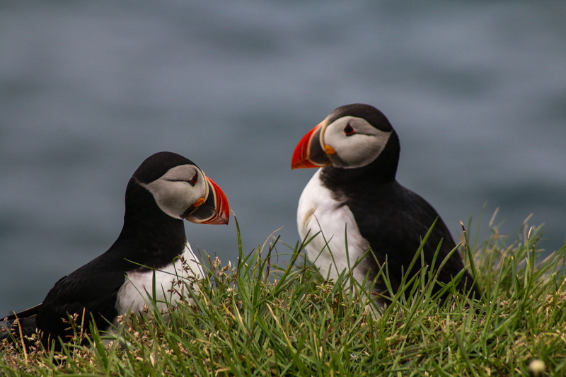 spring, finch, no people, partridge, two, close-up, plant, day, agelaius, bird, group of animals, goose, puffin, togetherness, nature, animal, lake, seagull