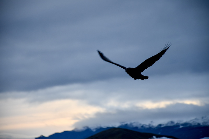 silhouette, spread wings, animal, sunset, condor, low angle view, bird, animal themes, adventure, golden, prey, no people, iceland, birds, jokulsarlon
