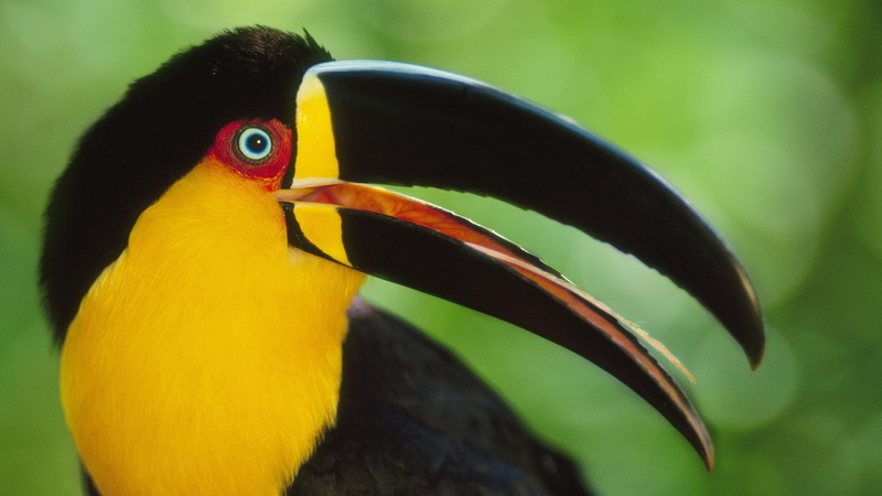 Birds, Toucan, 1080P, toucans