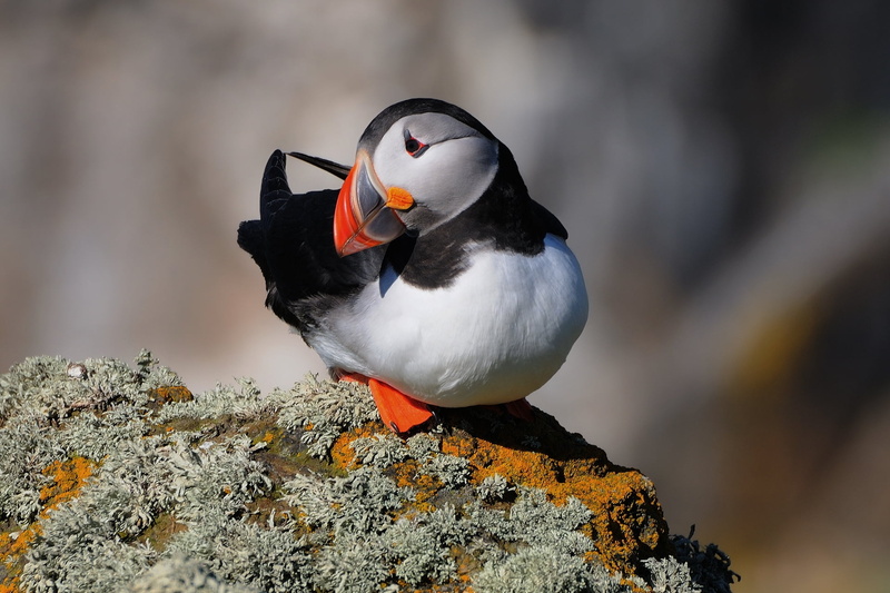 animal, puffin, vertebrate, beauty In Nature, latrabjarg, iceland, beak, 1080P, close-up, solid, perching, animal Wing, orange color, black Color, rock