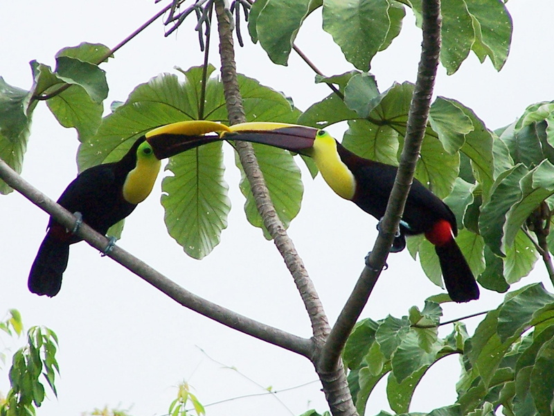 bird, parrot, toucan, tropical, 1080P