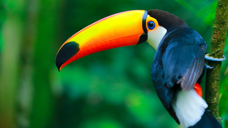 1080P, birds, toucans, depth of field, Brazil