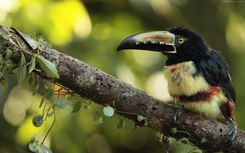 Toucan bird, blur, 2K, tree