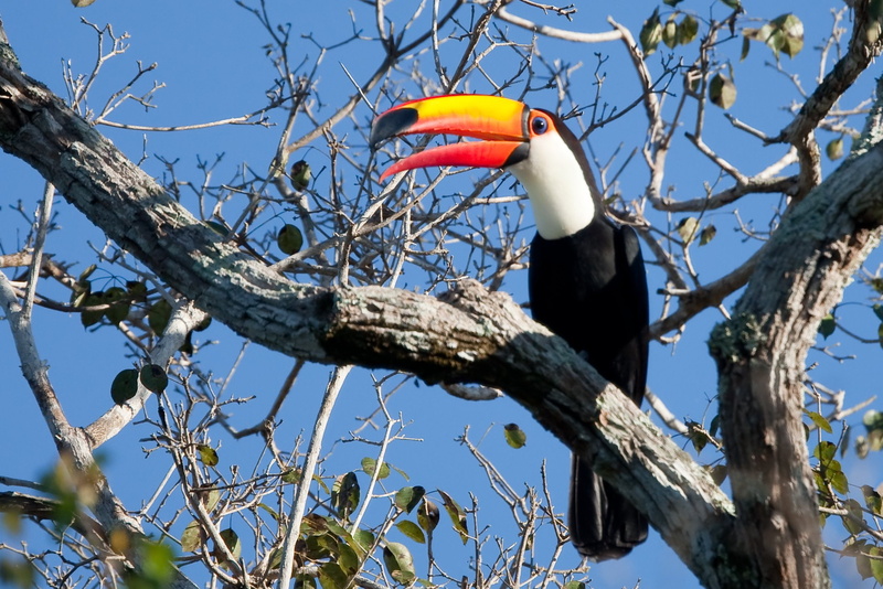 parrot, tropical, toucan, bird, 1080P