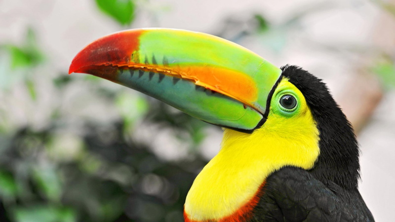 yellow, one animal, animal wildlife, phone, multi colored, nature, animal, hd, animal themes, animal body part, beautiful, focus on foreground, vertebrate