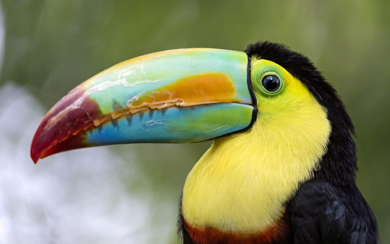 2K, toucan, bird, look