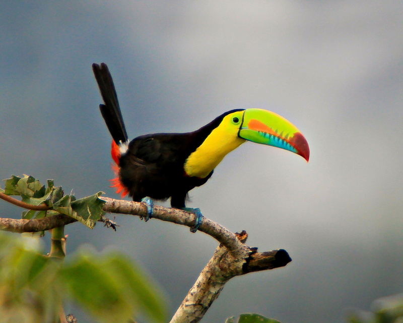 bird, parrot, 2K, toucan, tropical