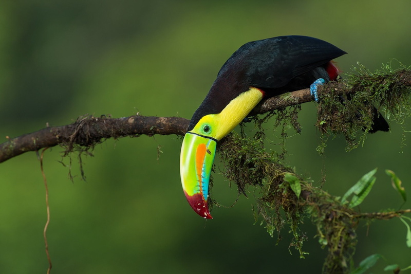 nature, Beak, animal themes, tree, Toucan, beauty in nature, no people, outdoors, focus on foreground, green color, Wildlife, day, yellow, animal, one animal