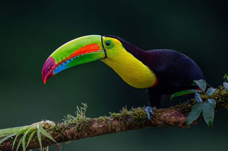 background, beak, Toucan, bird, 1080P, branch, Iridescent Toucan