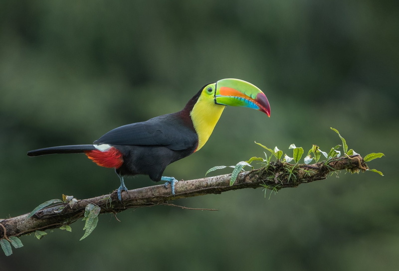 Bird, Birds, Toucan, Wildlife, 1080P