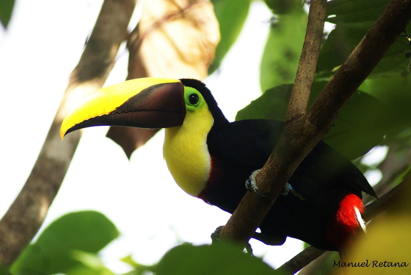 1080P, tropical, toucan, bird, parrot, 62 jpg