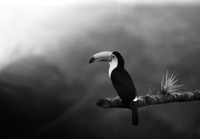 Bird, Birds, 5K, Wildlife, Toucan, Black and White