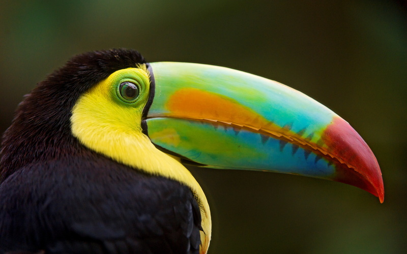 4K, toucan