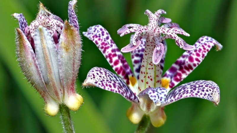 1080P, exotic, nature and landscapes, nature, flowers, beauty