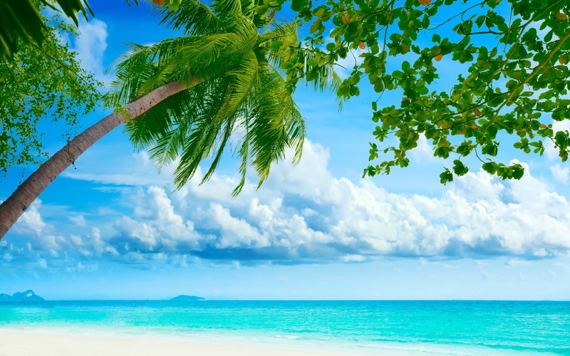 sea, blue, background, sky, day, summer, exotic, palms, 1080P