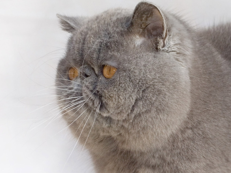 cute, exotic shorthair, shorthair, fluffy, 720P, exotic, cat
