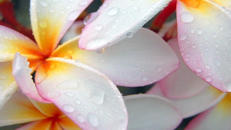 vase, outdoors, fragility, rain, growth, flowers, dew, close-up, pollen, water drops, vulnerability, pink color, inflorescence, wet, freshness, 1080P