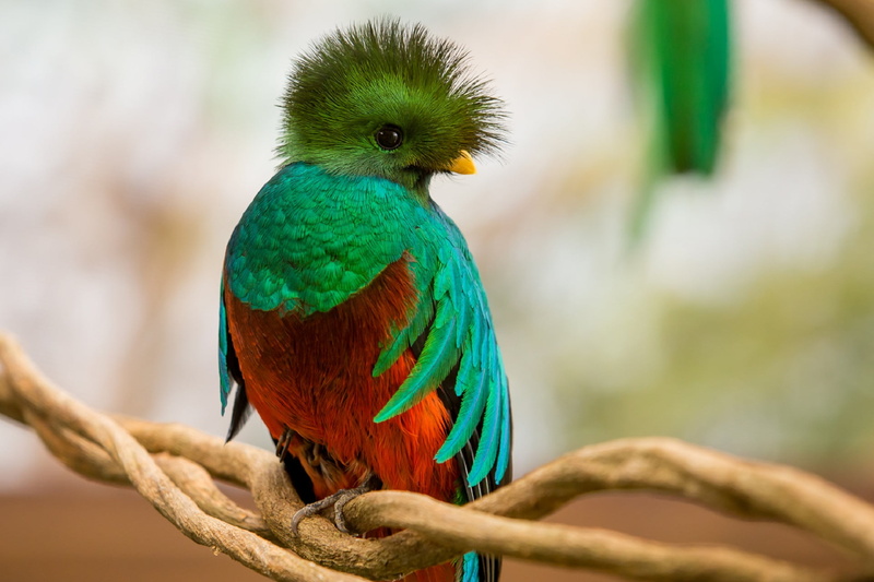 Wildlife, Quetzal, 1080P, Birds, Bird