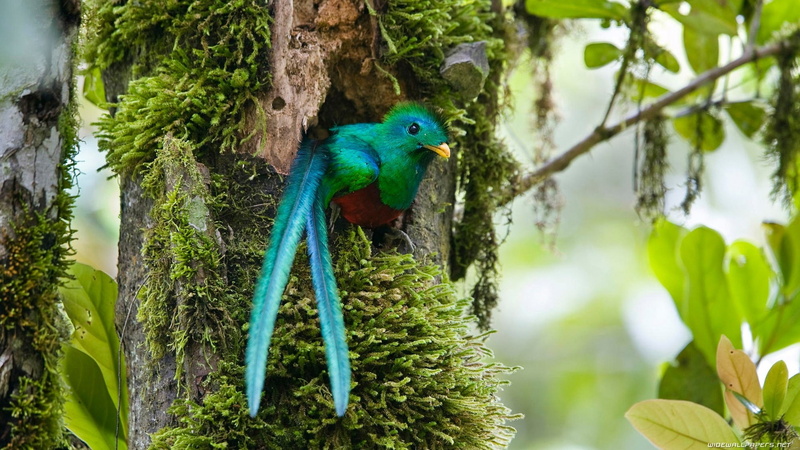 animals, x, Quetzal, hd, 1080P, art, BIRDS