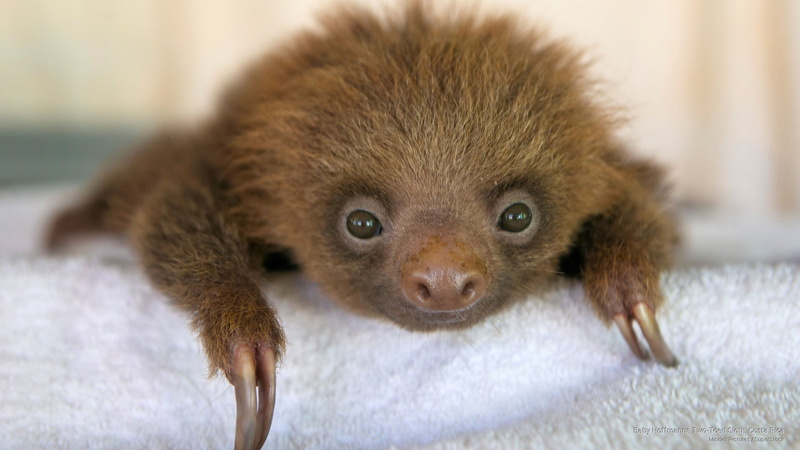 2K, toed, sloth, hoffmanns, two, baby, Animals, rica, costa