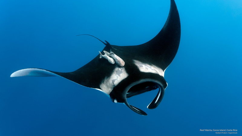 Ocean Life, 2K, costa, manta, island, rica, cocos, reef