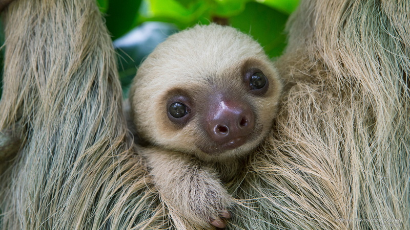 rica, sloth, 2K, two, costa, Animals, toed, hoffmanns