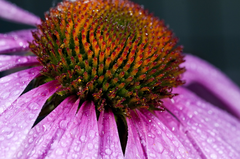 Summer, commercial, 4K, plant, flower, shallow, in the Garden, macro, pink, petal, focus, red, shallow focus, close-up, nature