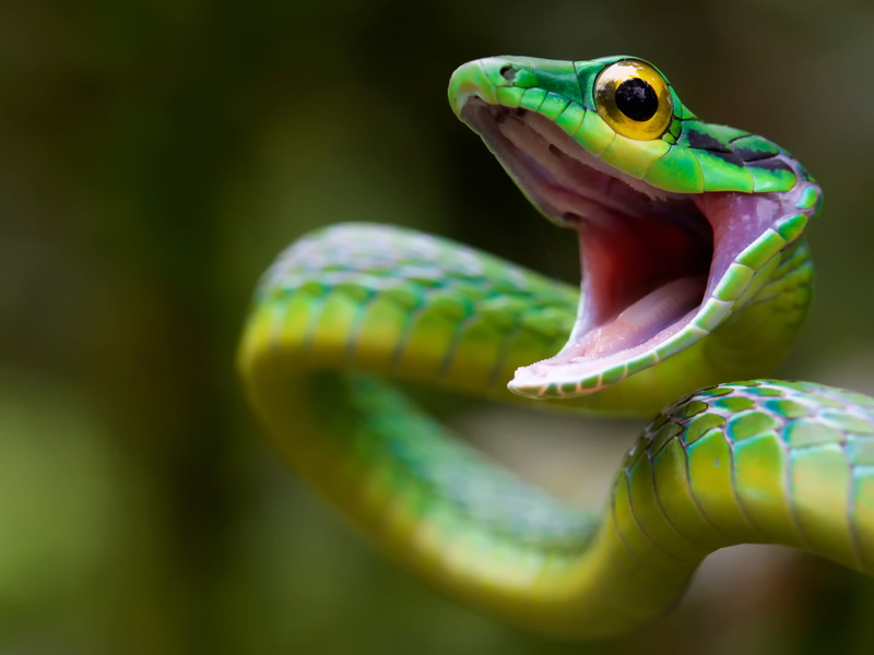 poisonous, forest, backgrounds, day, snake, biology, vertebrate, carnivore, rainforest, outdoors, amphibian, yellow, animal, frog, no people, animal eye
