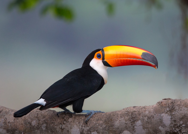 bird, Toucan, beak, 1080P, branch, background