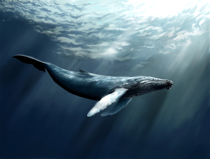 sea, rays, diving, Worlds best diving sites, 5K, underwater, art, water, ocean, Whale