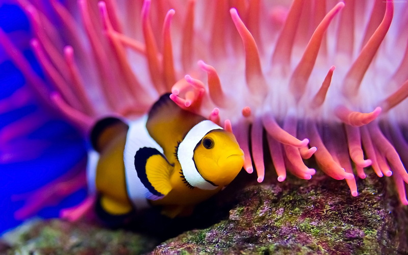 coral, diving, deep sea creatures, 4K, Clownfish, Red sea, Worlds best diving sites