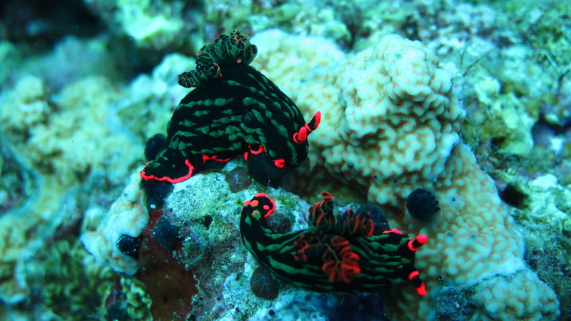 creature, Philippines, marine life, 4K, diving, green, Coral, two, Deep sea corals, Nudibranch, tourism, Panglao, Alona beach, ocean, underwater, Worlds best diving sites