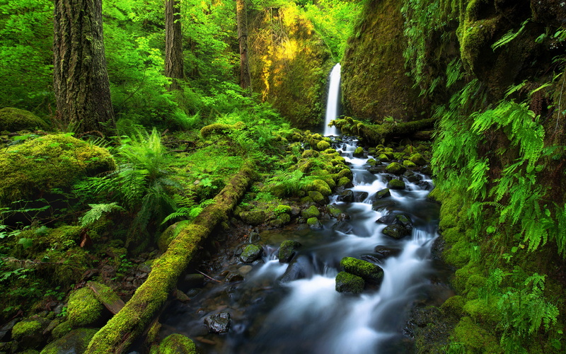 nature, 4K, moss, rock, trees, flowing, rainforest, hd, lush, falling water, power in nature, tree, flowing water, land, outdoors, blurred motion