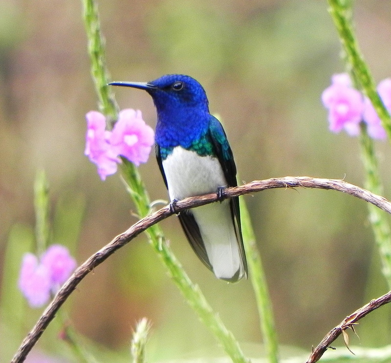 white, hummingbird, costa rica, jacobin, beautiful, blue, animals, pink, necked, 1080P, bird, white necked jacobin, flowers