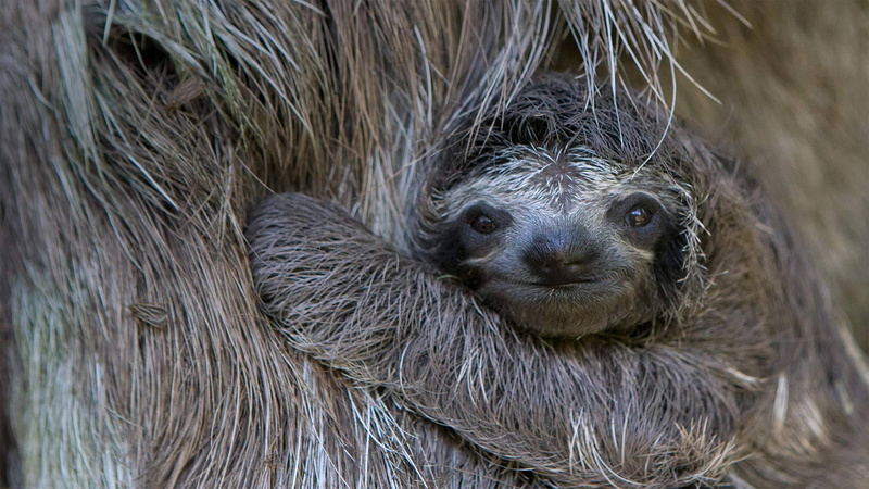 Costa Rica, 1080P, cub, sloth